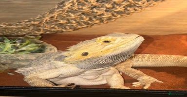 Bearded Dragon reptiles - Advert 12