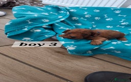 Cavapoo dogs for sale: Red cacapoos - Image 4