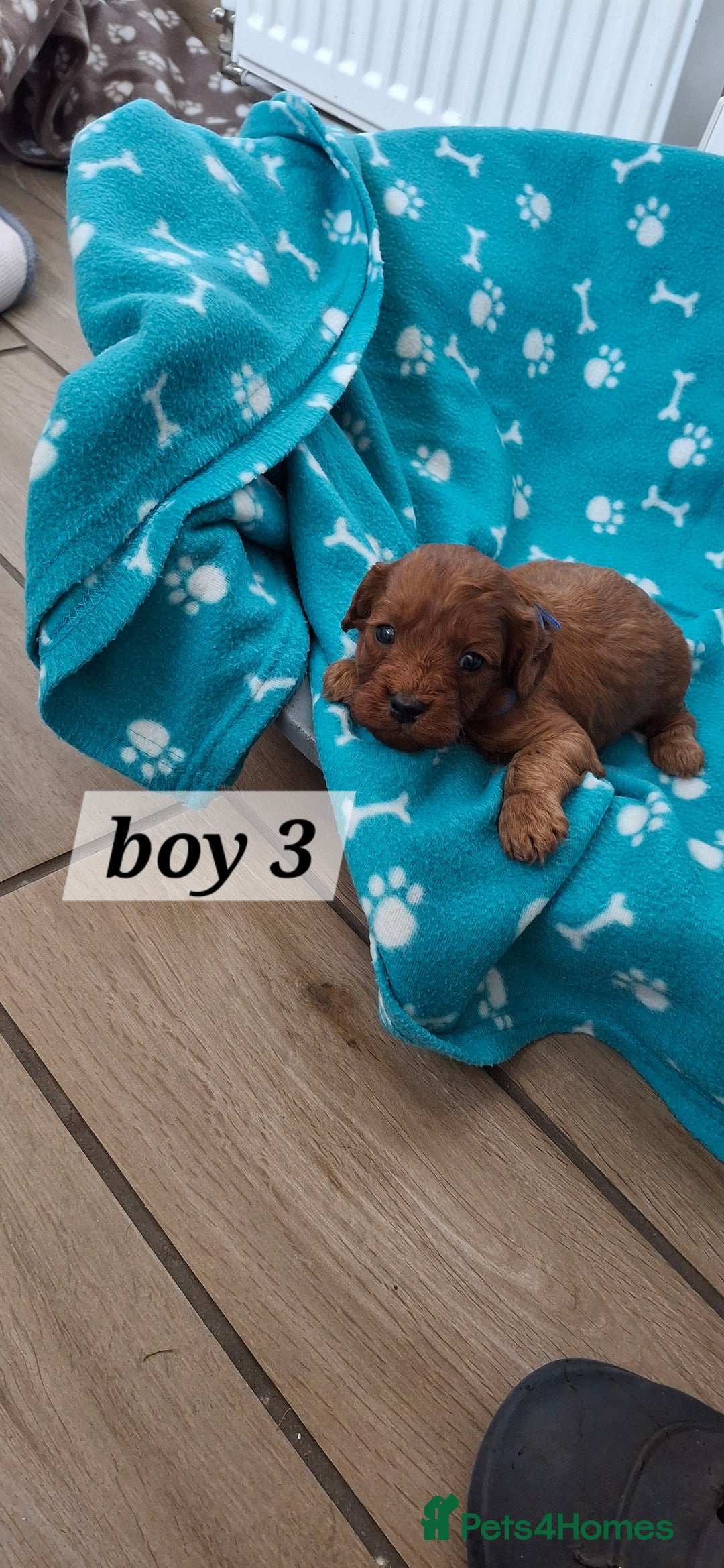 Cavapoo dogs for sale: Red cacapoos - Image 4