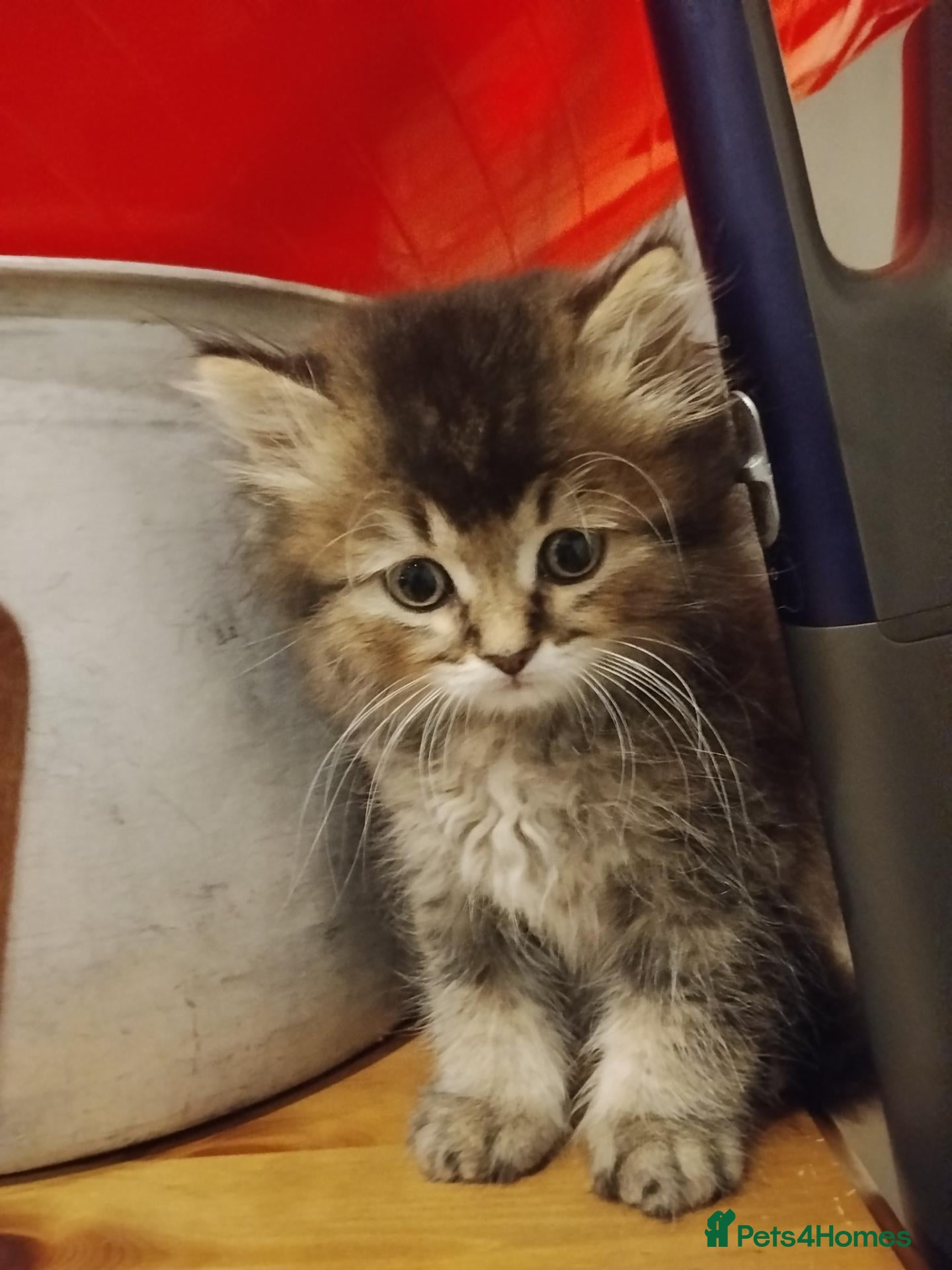 Scottish Fold cats Beautiful Scottish fold kittens  - Advert 18