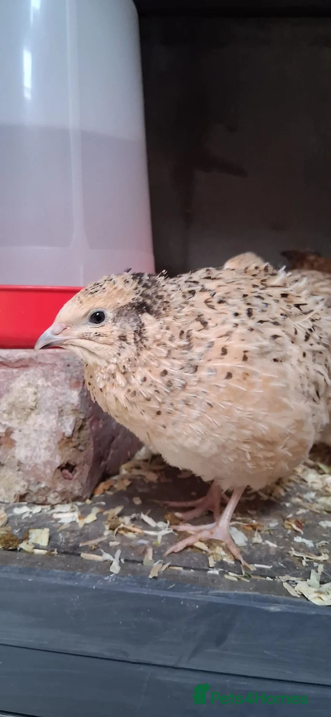 Mixed Breed birds for sale: Coturnix Quail POL in Dudley - Advert 2