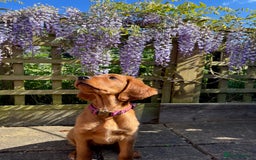 Irish Setter dogs for sale: Rare Golden Irish litter - Image 20