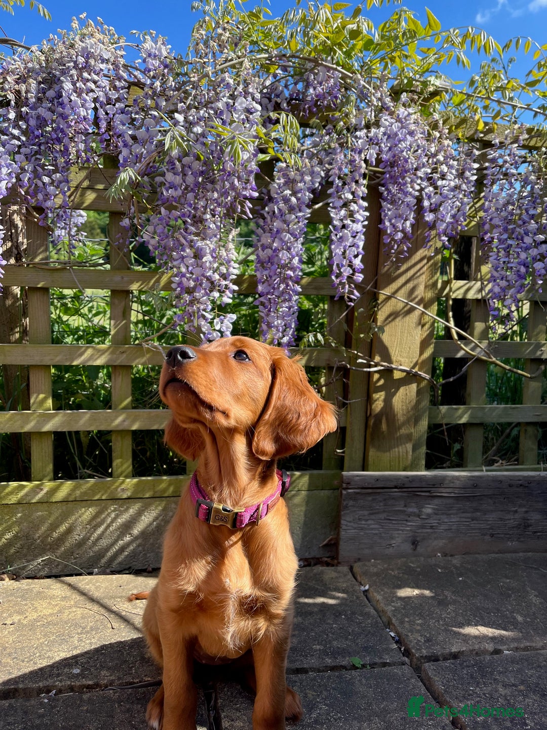 Irish Setter dogs for sale: Rare Golden Irish litter - Image 20
