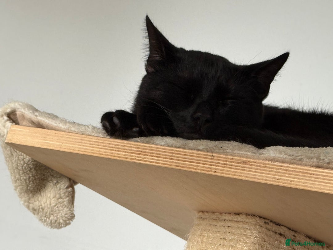 Bombay cats for sale: 2 black male cats - Advert 10