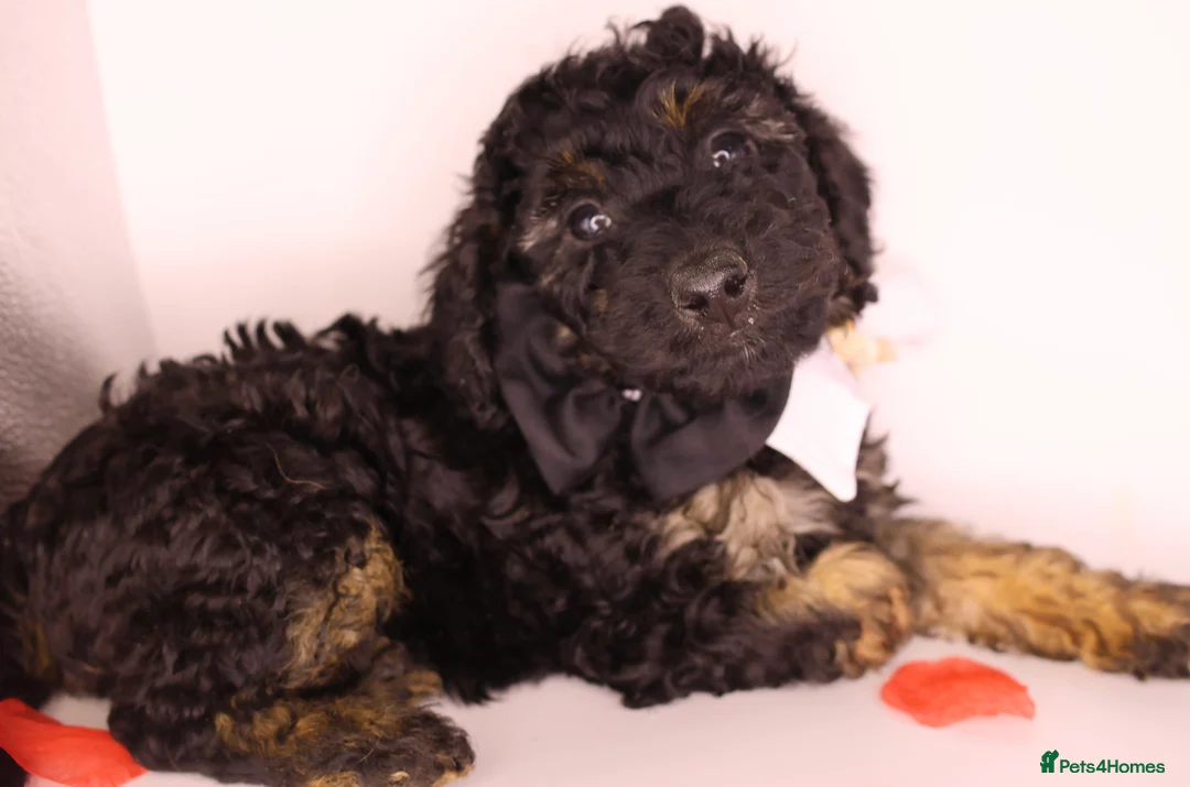 Cockapoo dogs for sale: Cute Miniature Cockapoo Babies - Advert 25