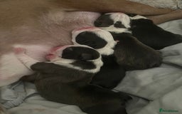 Boston Terrier dogs for sale: Outstanding Boston puppies  - Image 7