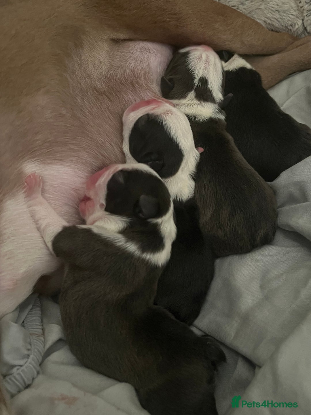 Boston Terrier dogs for sale: Outstanding Boston puppies  - Image 7