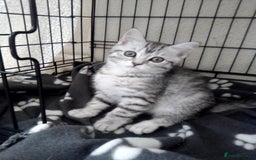 Scottish Fold cats for sale: ready to leave!! 2 Scottish straights  - Image 11