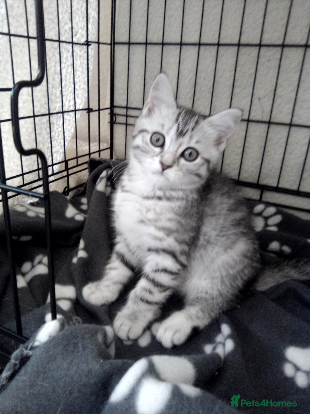 Scottish Fold cats for sale: ready to leave!! 2 Scottish straights  - Image 11