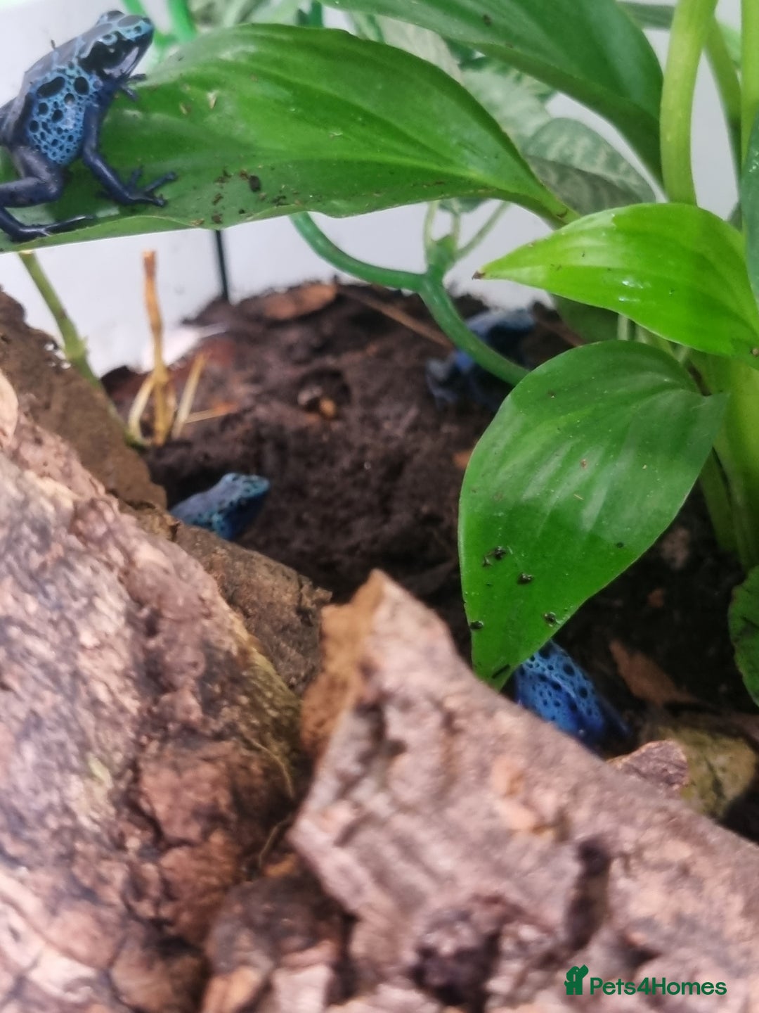 Toad reptiles for sale: Blue poisin dart frogs  - Image 4