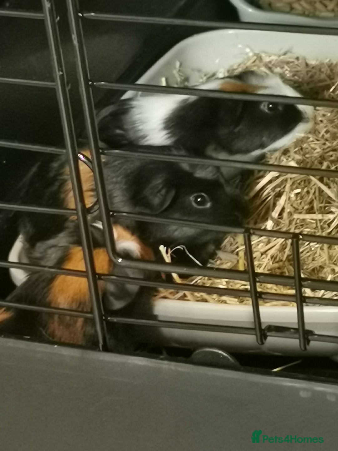 Guinea Pig rodents for sale: 3 female guinea pigs. All sisters (RESERVED)  - Image 1