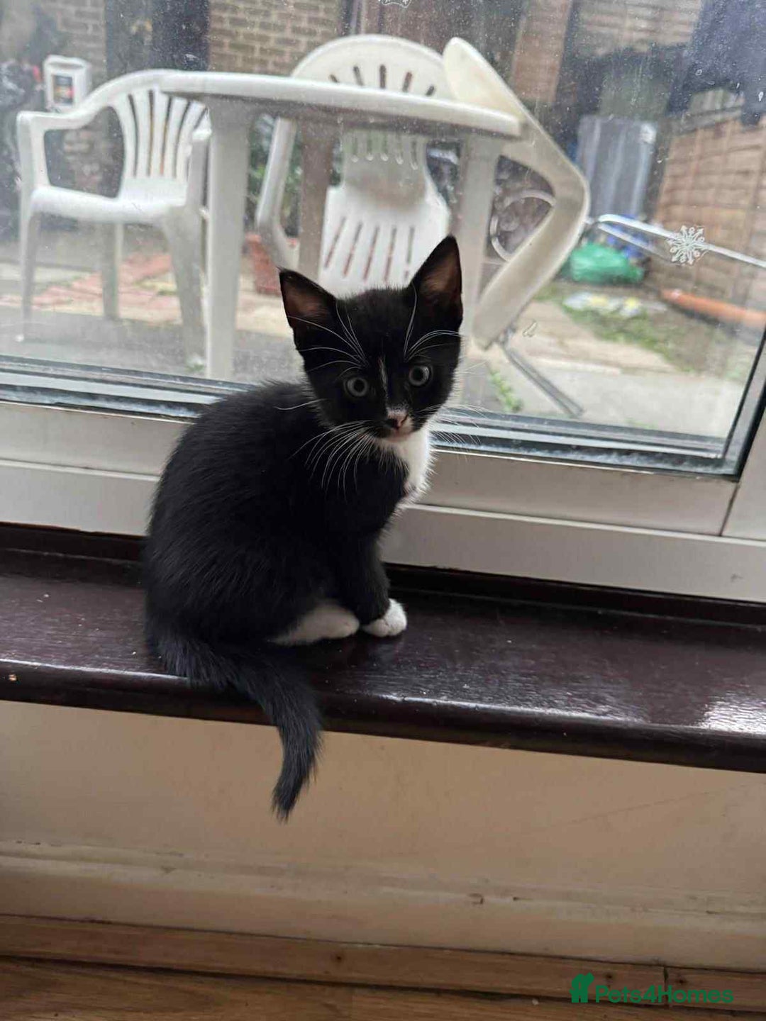 Mixed Breed cats for sale: 3 Kittens for sale - Image 5