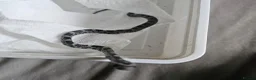 Corn Snake reptiles for sale: Corn snake babies for sale  in Milton Keynes - Advert 12