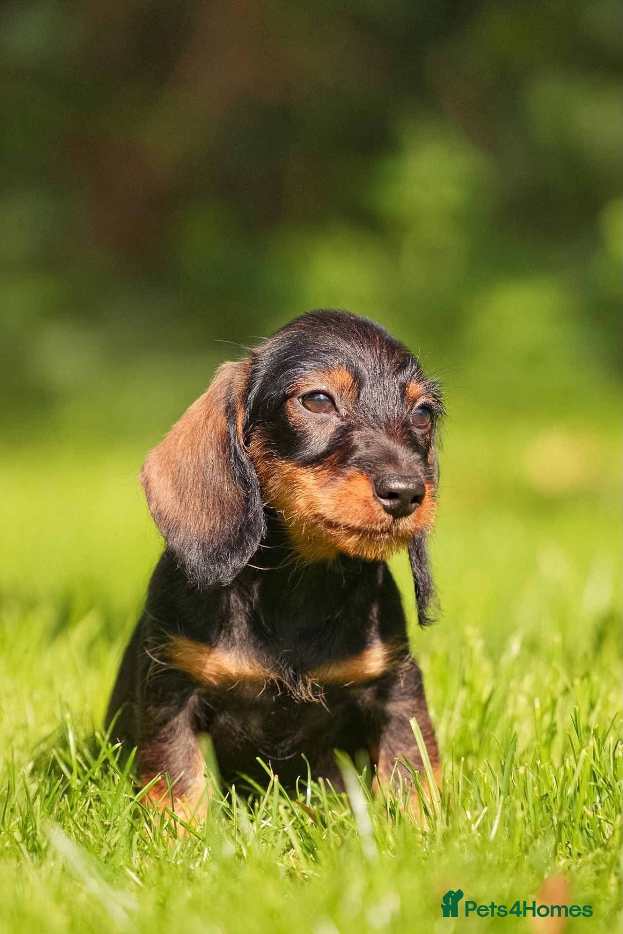 Dachshund dogs Wire Haired Dachshunds Teckles Incredible Lines  - Advert 1