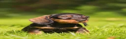 Dachshund dogs for sale: READY NOW Wire Haired Dachshunds Teckles  - Advert 2