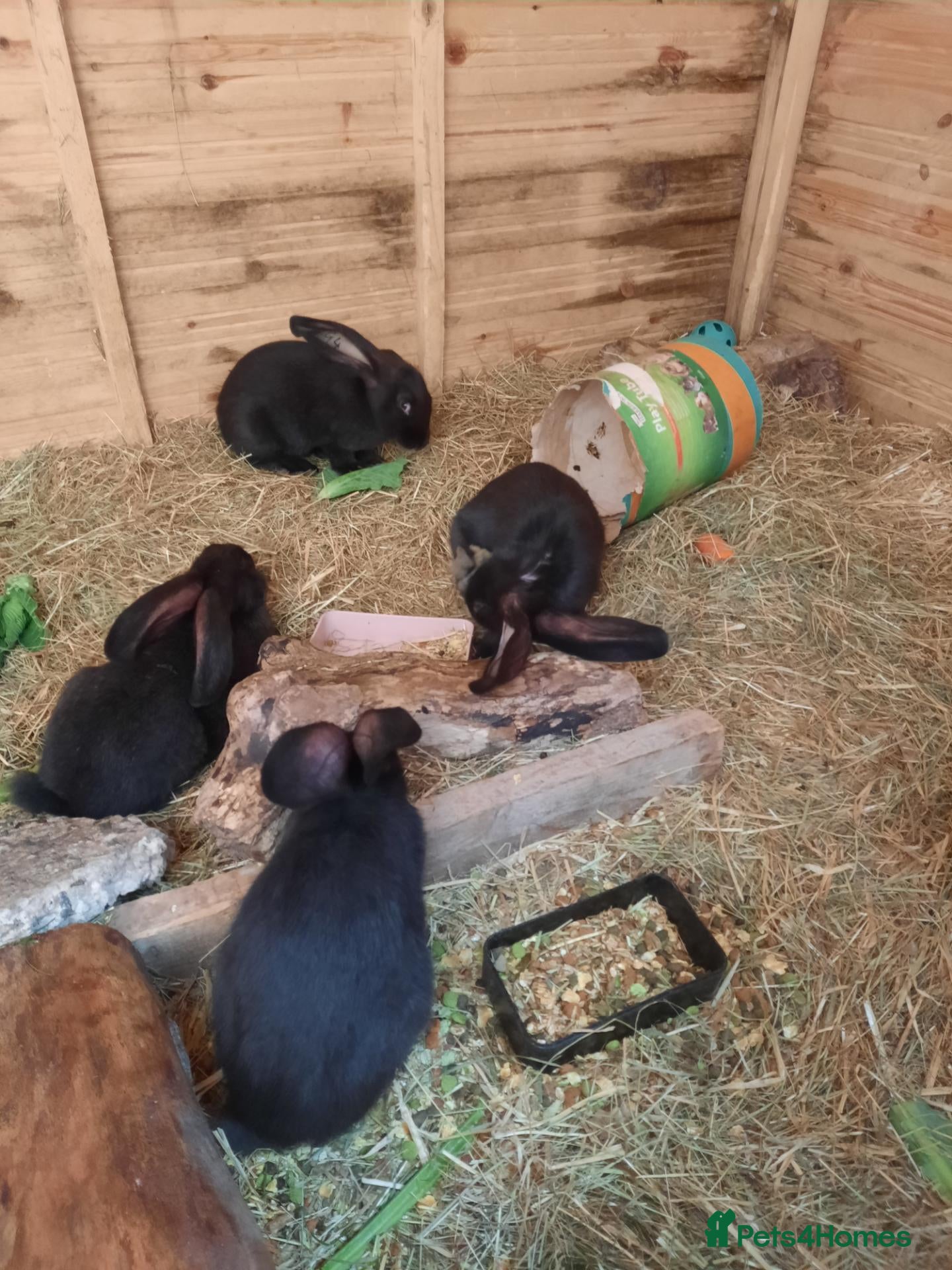 Continental Giant rabbits Beautiful Pure Giant Continentals Babies - Advert 2