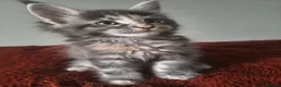 Maine Coon cats for sale: Tica registered Maine coon kittens - Advert 32