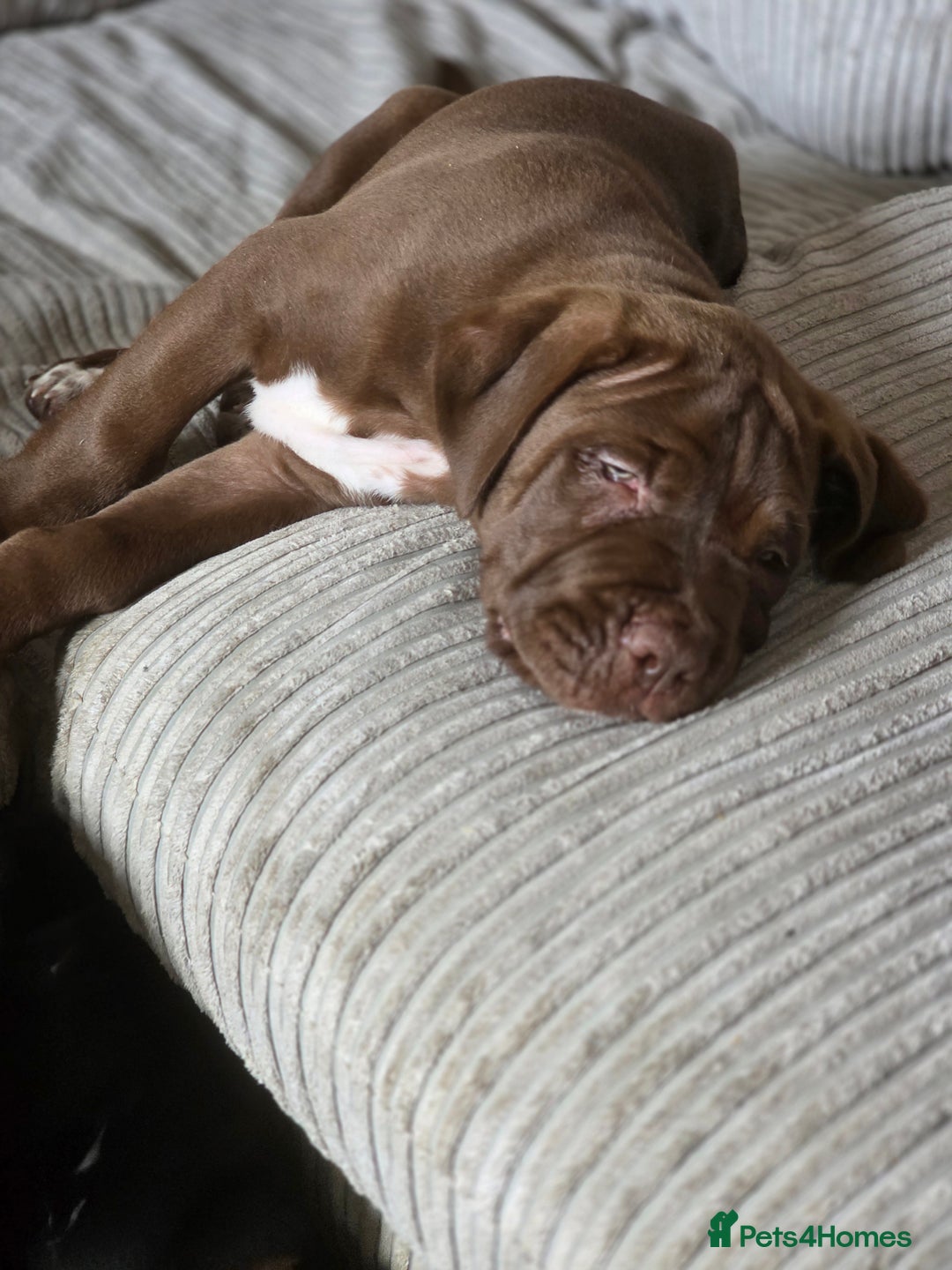 Cane Corso dogs for sale: Cane corso puppies  - Image 12