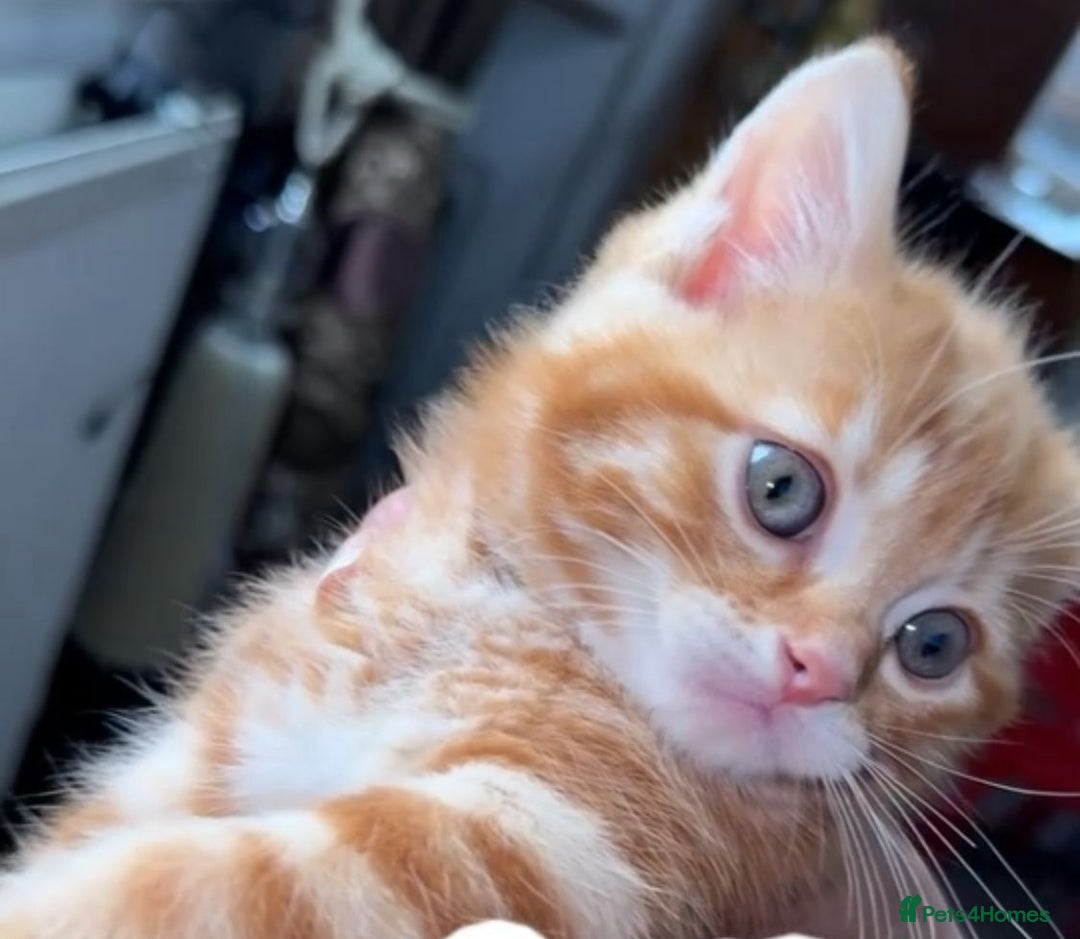 Mixed Breed cats for sale: Tabby kitten - Image 7