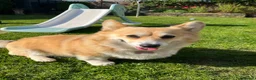 Welsh Corgi Pembroke dogs for sale: Welsh Pembroke Corgi in Darlington - Advert 12