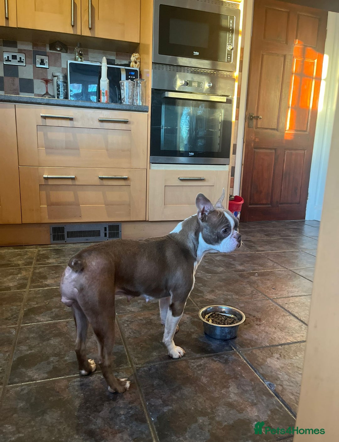 Boston Terrier dogs for sale: Boston Terrier bitch - Advert 1