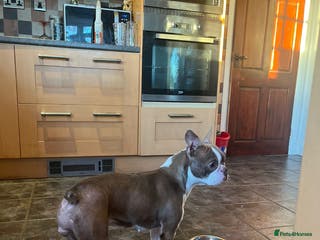 Boston Terrier dogs Boston Terrier bitch - Advert 17