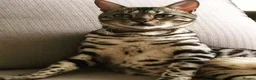 Bengal cats for sale: Beautiful female bengal - Advert 9