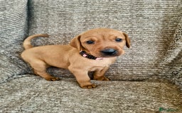 Hungarian Vizsla dogs for sale: Hungarian Vizsla x Fox Red Labrador Puppies - Image 3