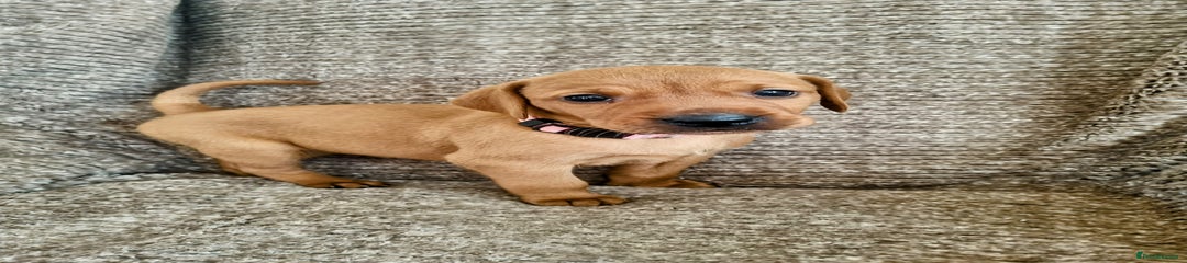 Mixed Breed Puppy 6