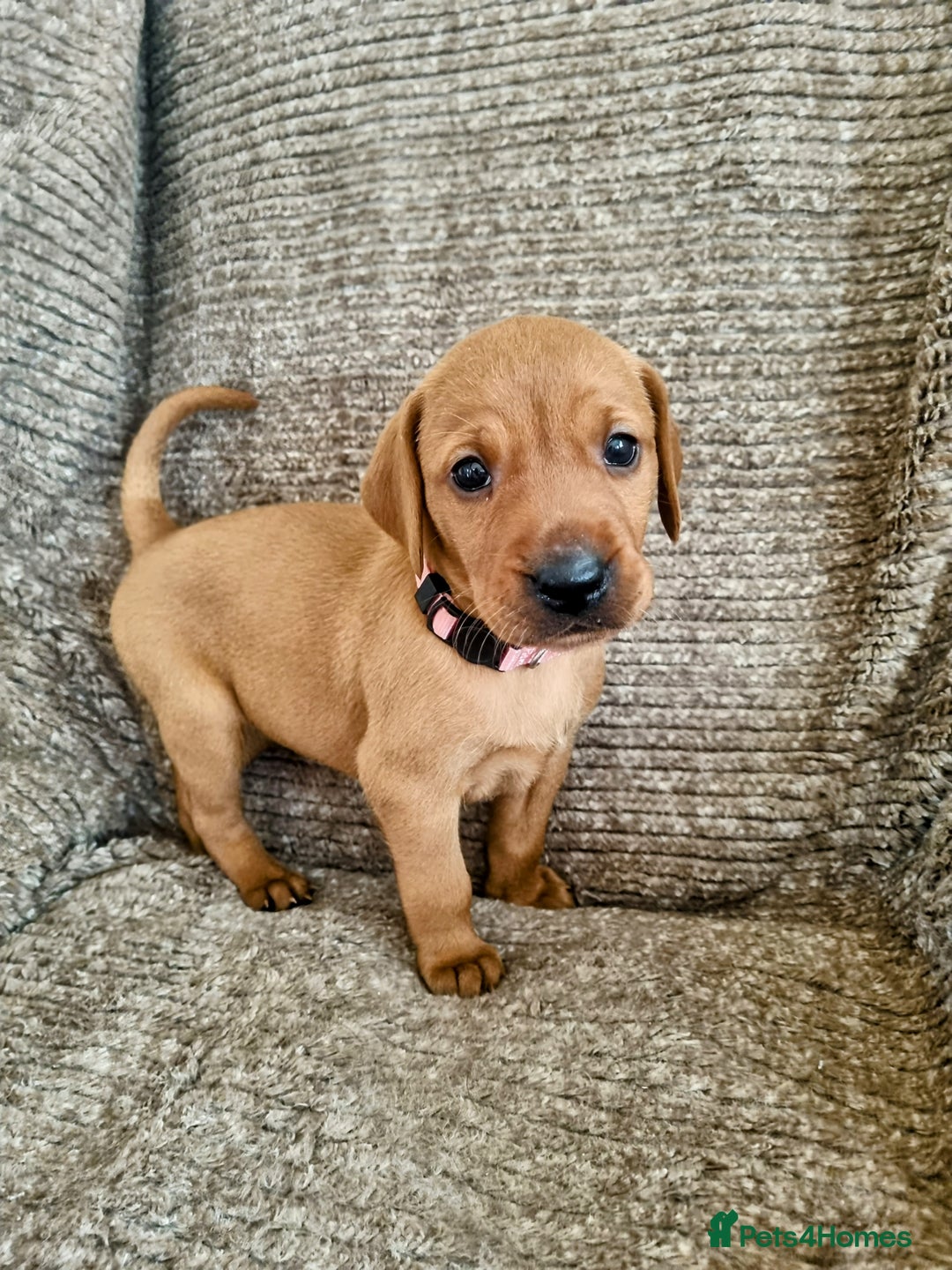 Hungarian Vizsla dogs for sale: Hungarian Vizsla x Fox Red Labrador Puppies - Image 3