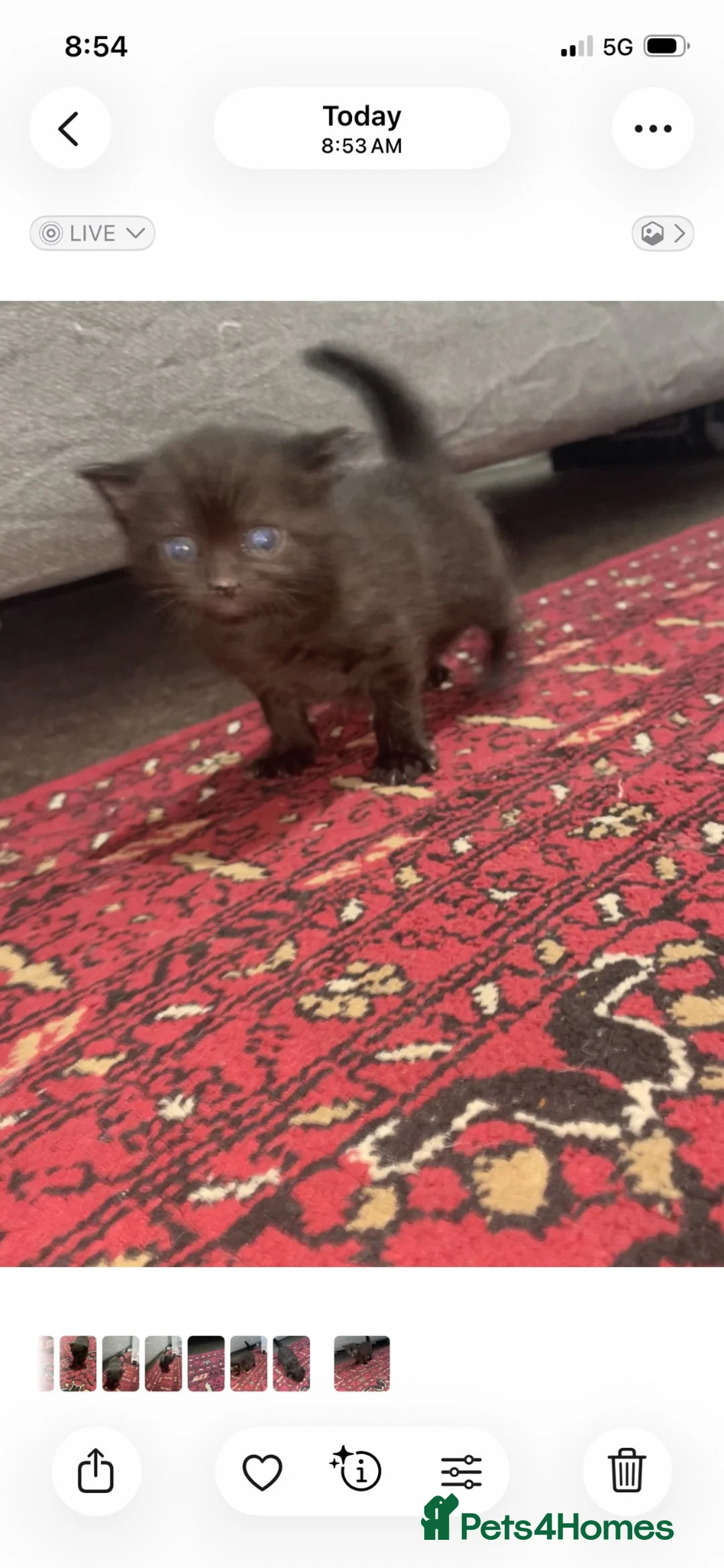 Mixed Breed cats for sale: Beautiful Black & White Cat with Yellow Eyes  - Advert 6