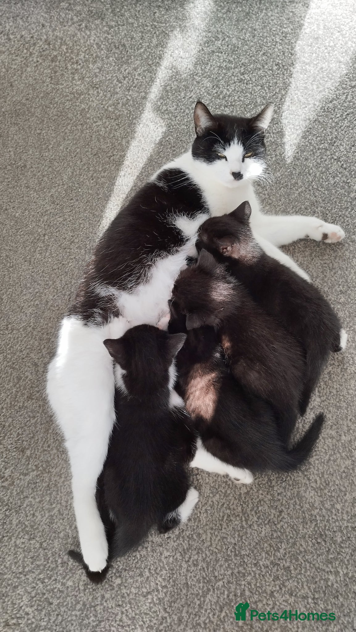 Mixed Breed cats Tuxedo black and white female kittens - Advert 23