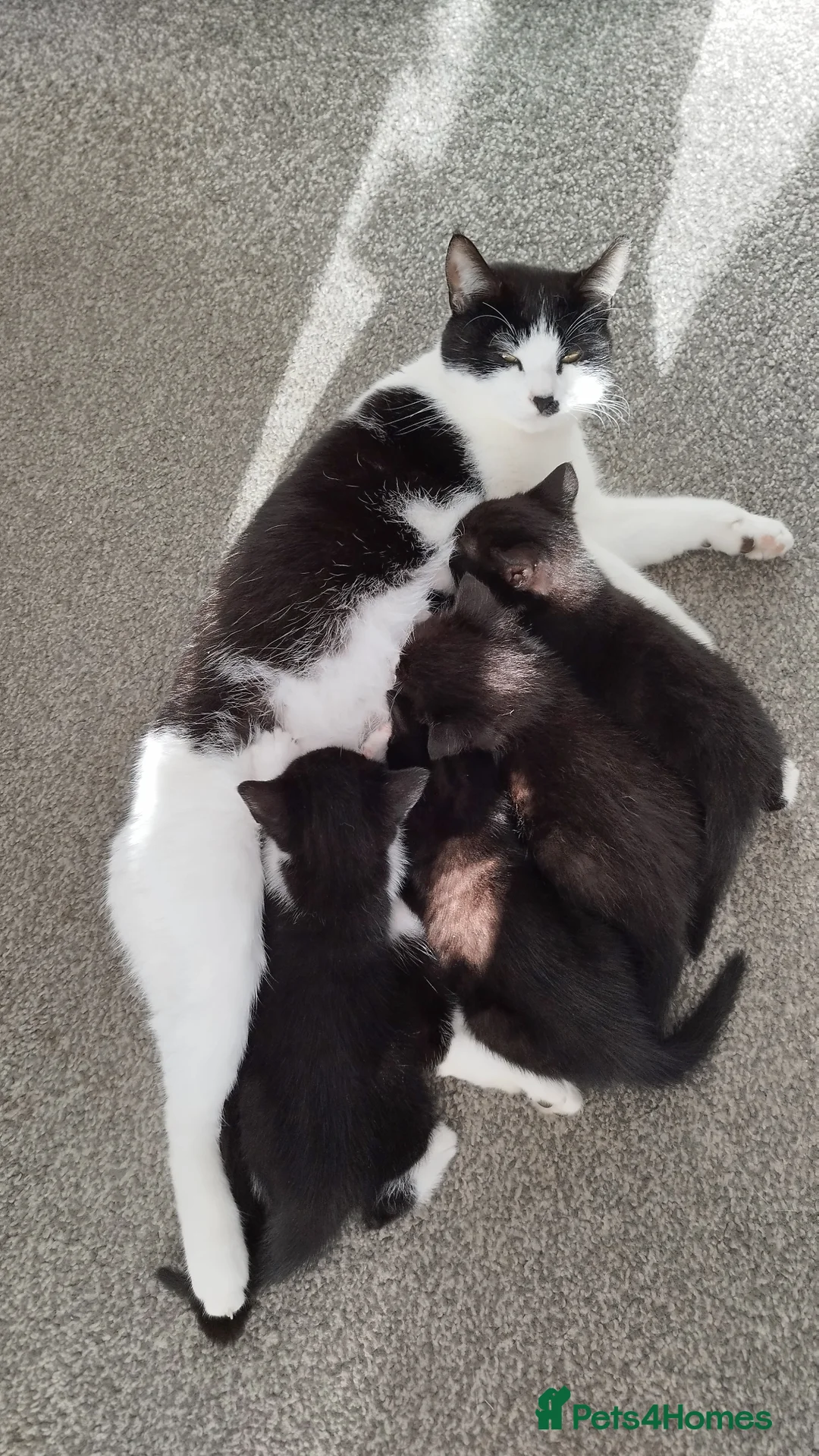 Mixed Breed cats for sale: Tuxedo black and white male kitten in Swansea - Advert 2