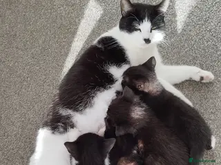 Mixed Breed cats Tuxedo black and white female kittens - Advert 23