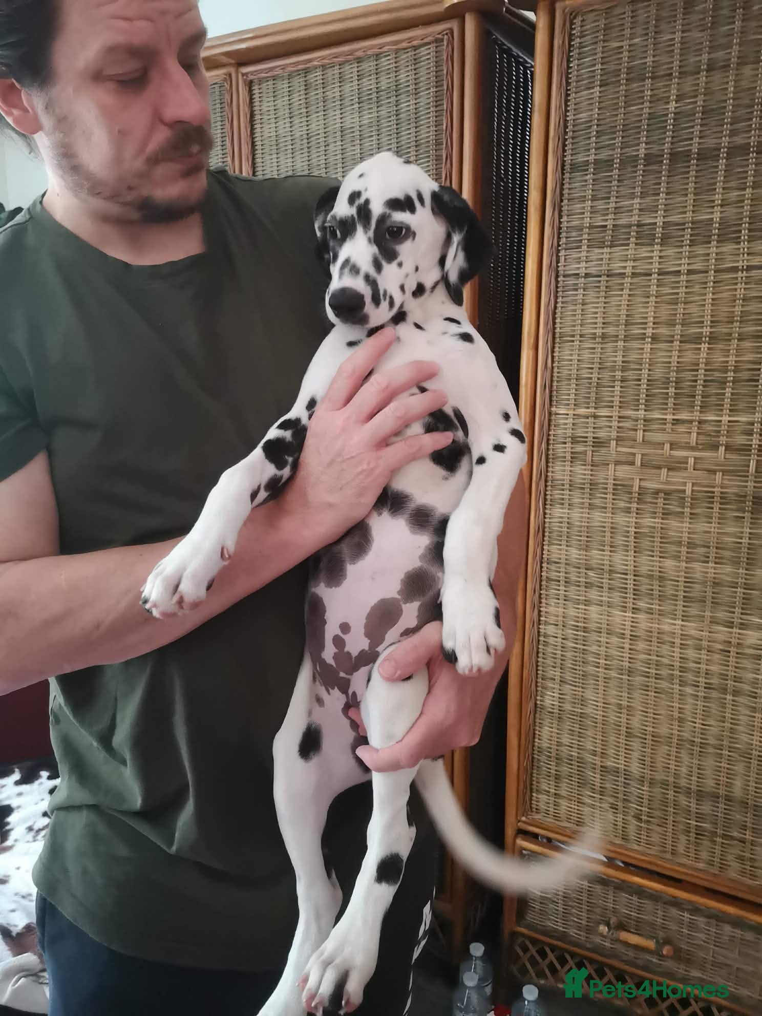 Dalmatian dogs Beautiful Purebred Black-Spotted Dalmatian Puppies - Advert 18