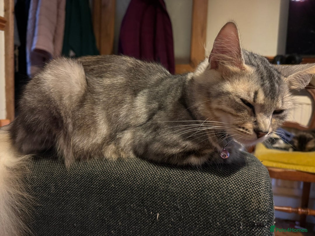 Maine Coon cats for sale: Maine Coon Bengal Cross - Advert 1