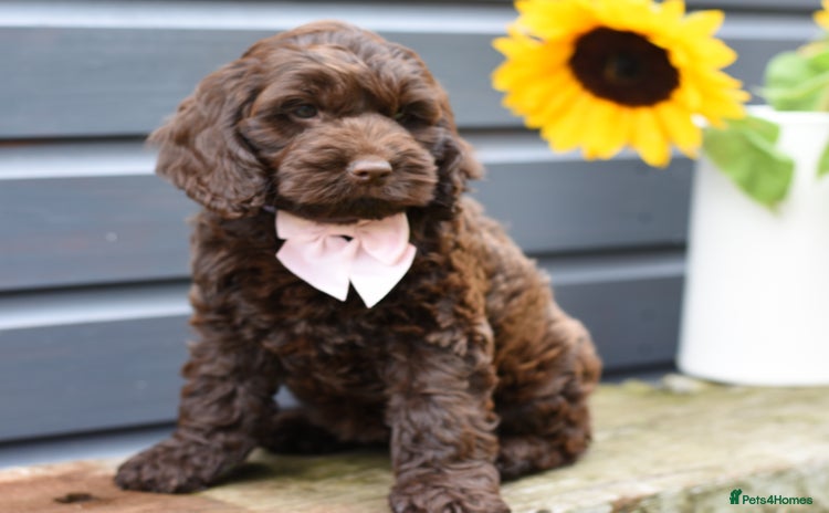 Cockapoo dogs - Advert 3