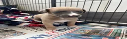 Whippet dogs for sale: KC Registered Whippet Puppies - Advert 3