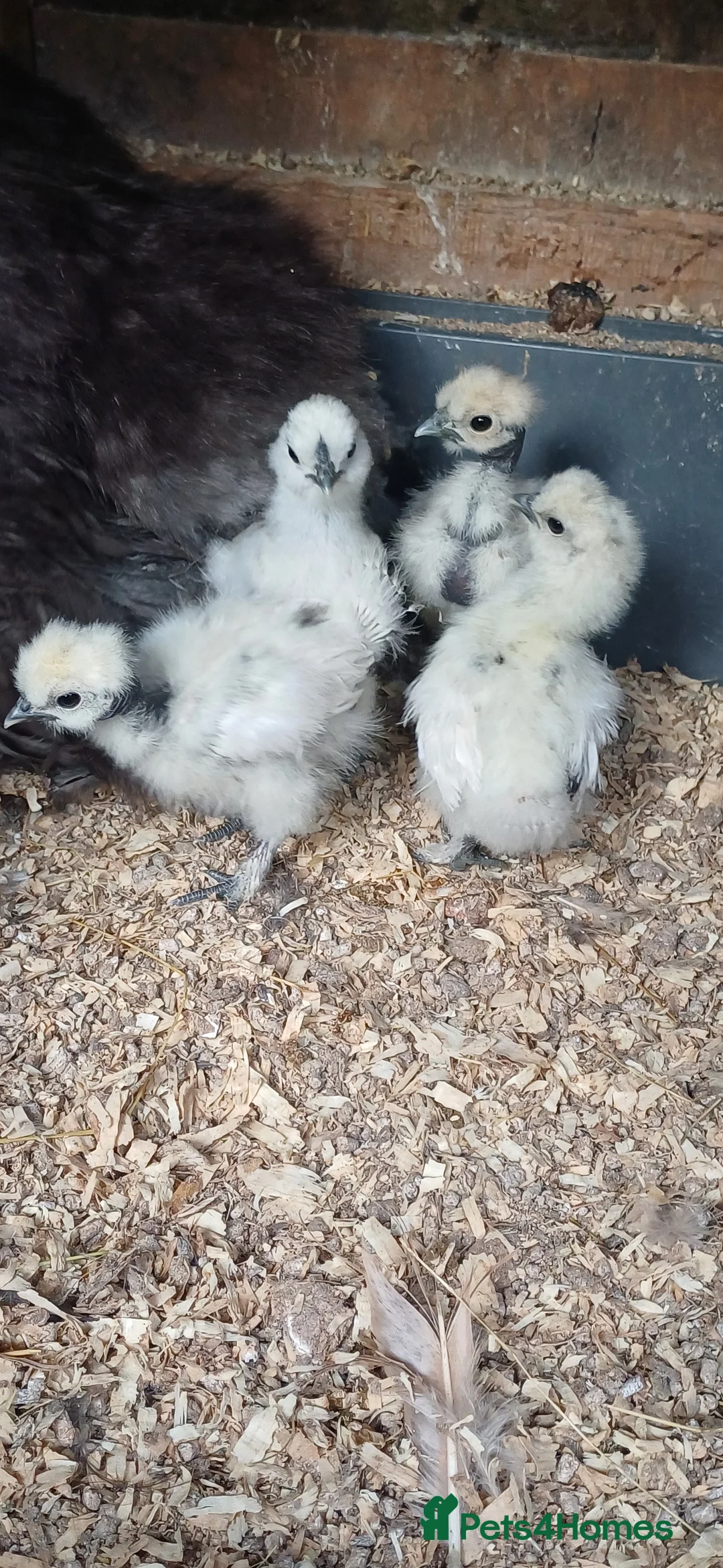 Chickens poultry for sale: Silkie chicks available now & hatching eggs - Advert 11