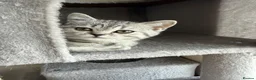 Scottish Fold cats for sale: British Shorthair and Scottish Fold kittens - Advert 2