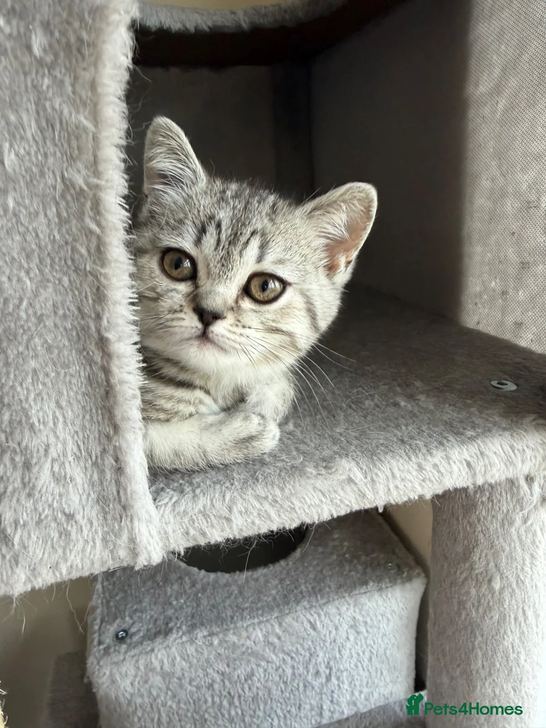 Scottish Fold cats for sale: British Shorthair and Scottish Fold kittens - Advert 2