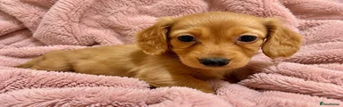 Red/Cream Longhaired Female