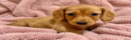 Miniature Dachshund dogs for sale: Miniature Dachshund Puppies - Advert 4