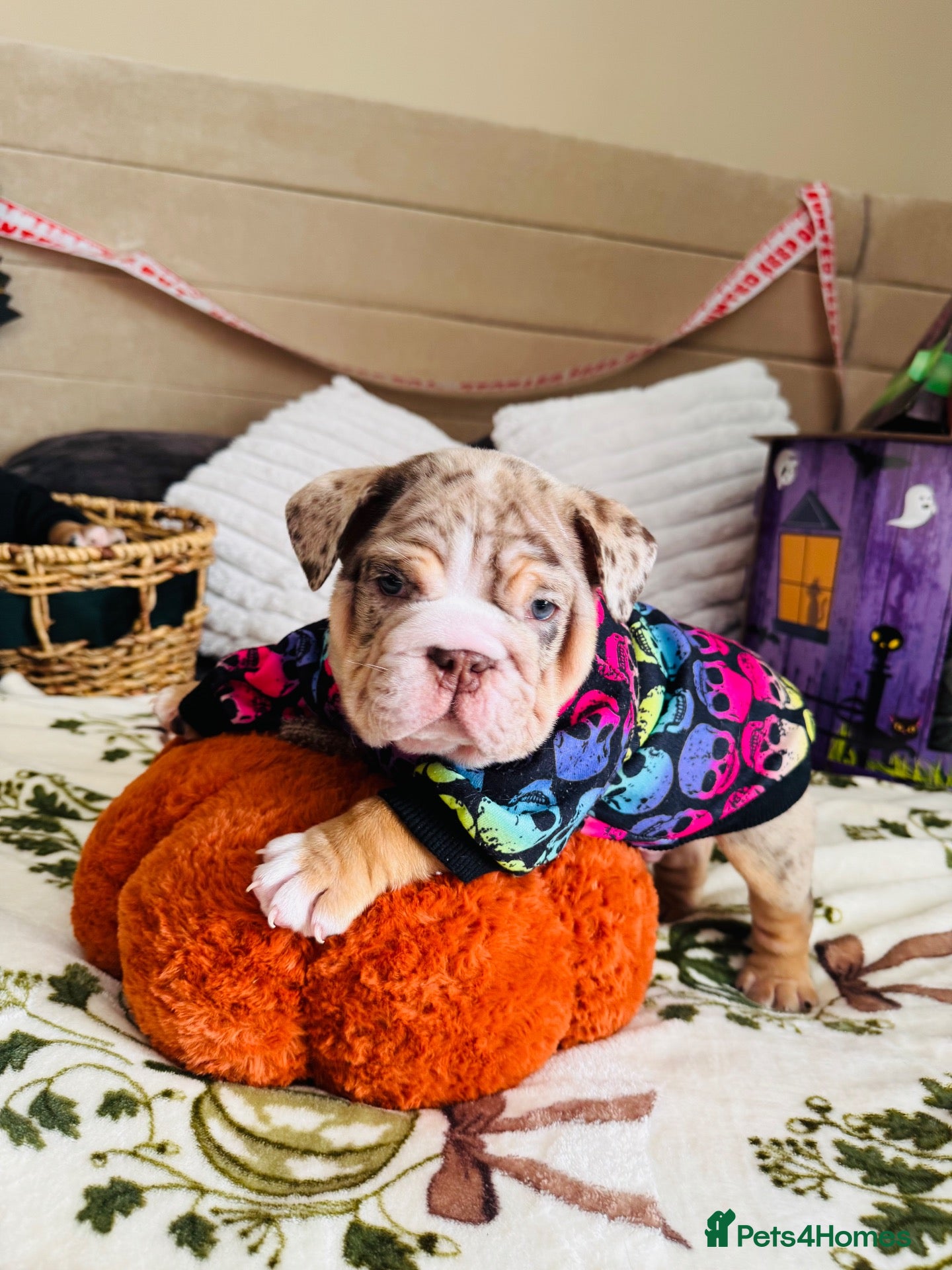 English Bulldog dogs Only one left 🧬Gorgeous boy Leo the King  - Advert 1