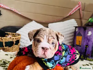 English Bulldog dogs Only one left 🧬Gorgeous boy Leo the King - Advert 2