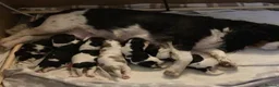 Cavalier King Charles Spaniel dogs for sale: Stunning puppies  in Oldham - Advert 11