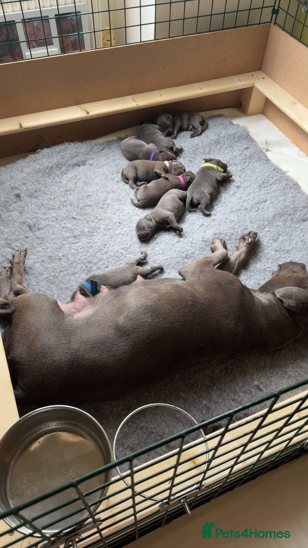Staffordshire Bull Terrier dogs for sale: Beautiful kc blue staff pups by pharaon Bullscaff - Image 6
