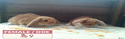Dwarf Lop rabbits for sale: Pretty Female & Male Baby Dwarf Lop Rabbits - Advert 11