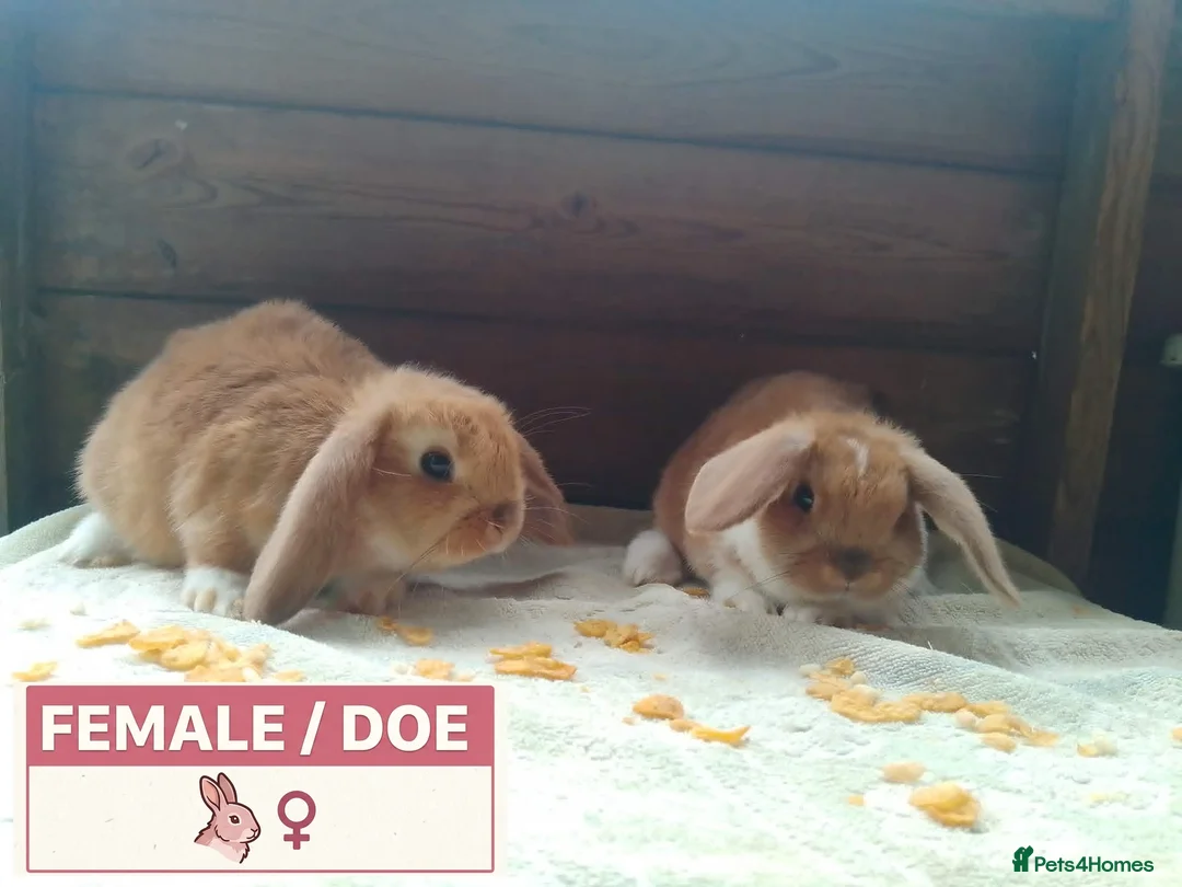 Dwarf Lop rabbits for sale: Pretty Female & Male Baby Dwarf Lop Rabbits - Advert 11