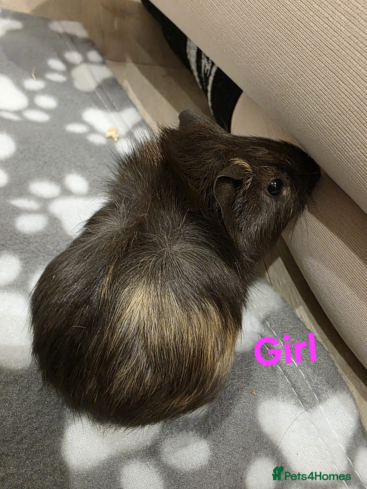 Guinea Pig rodents 1 Boy and 4 Girls Baby Guinea Pigs for Sale 🐹 - Advert 3